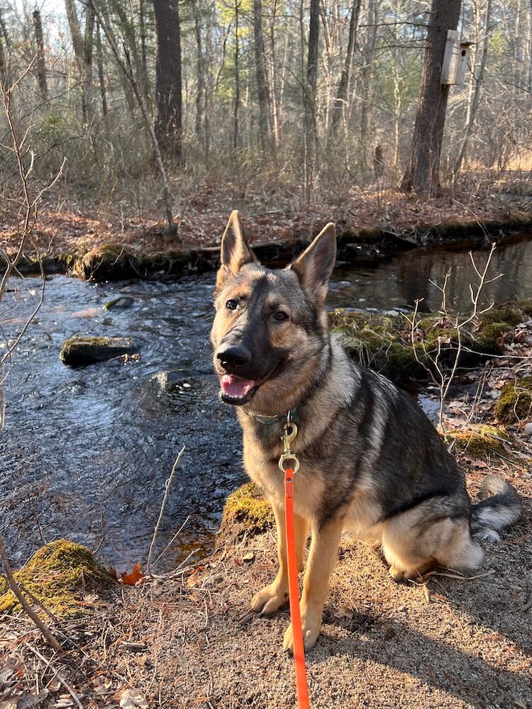GS Rose sits by the side of a running creek surrounded by bare trees