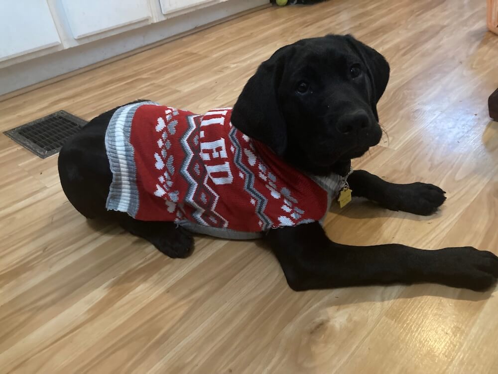 Puppy Commander lies on a hardwood floor in a red Christmas sweather