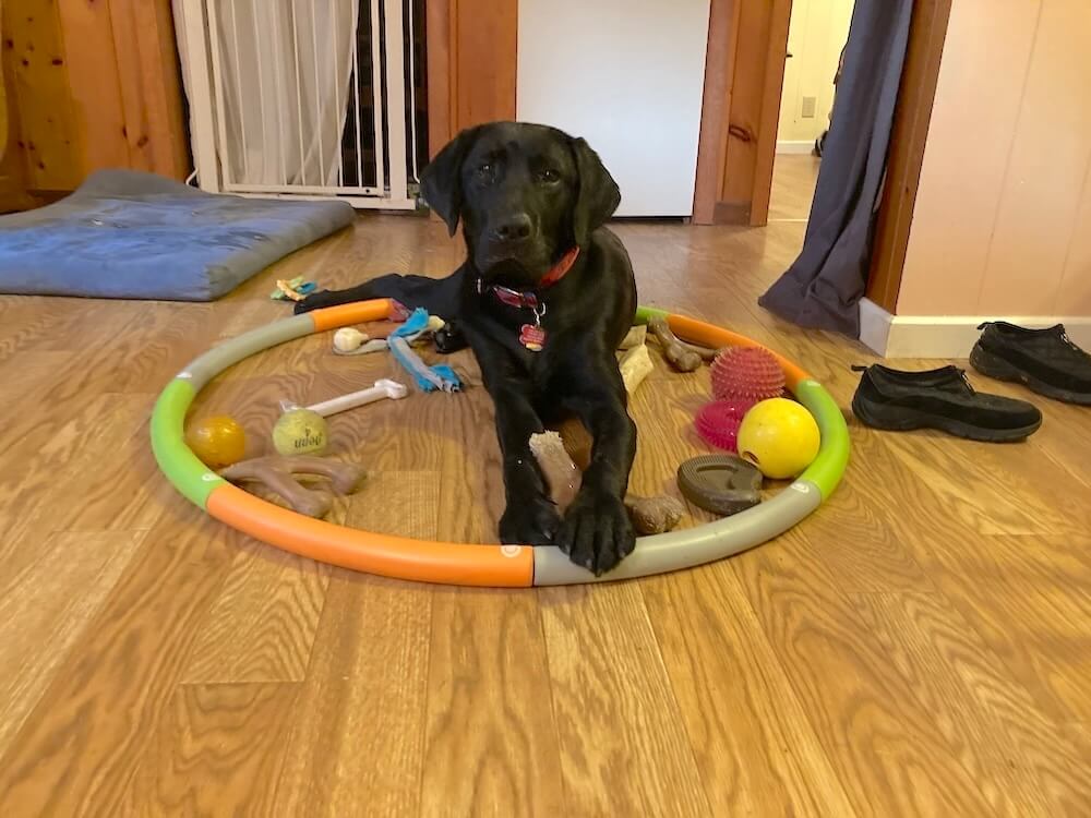 young pup Commander in a down position inside a hula hoop with colorful toys