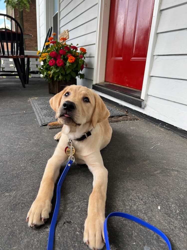 yellow puppy Vernon lies in front of a red painted door with front legs outstretched