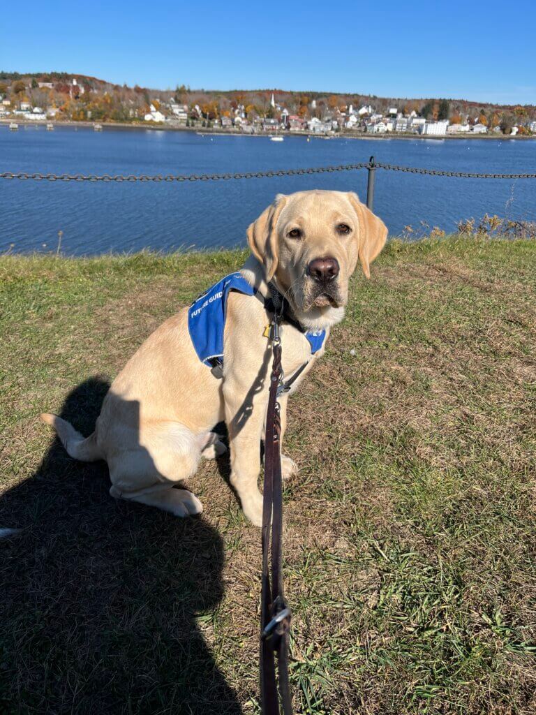 Pup Eclipse wears his Future Guide Dog vest and poses in front of water with a village along the far shore