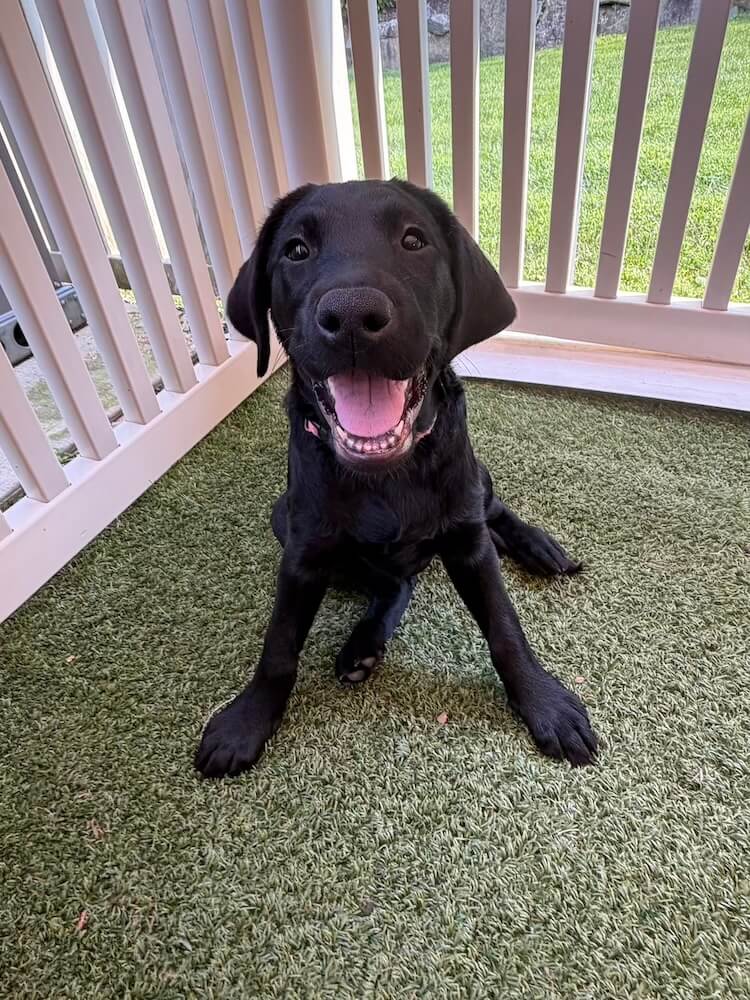Little black Lab puppy Betty sits on green turf at Guiding Eyes with a tongue out happy expression