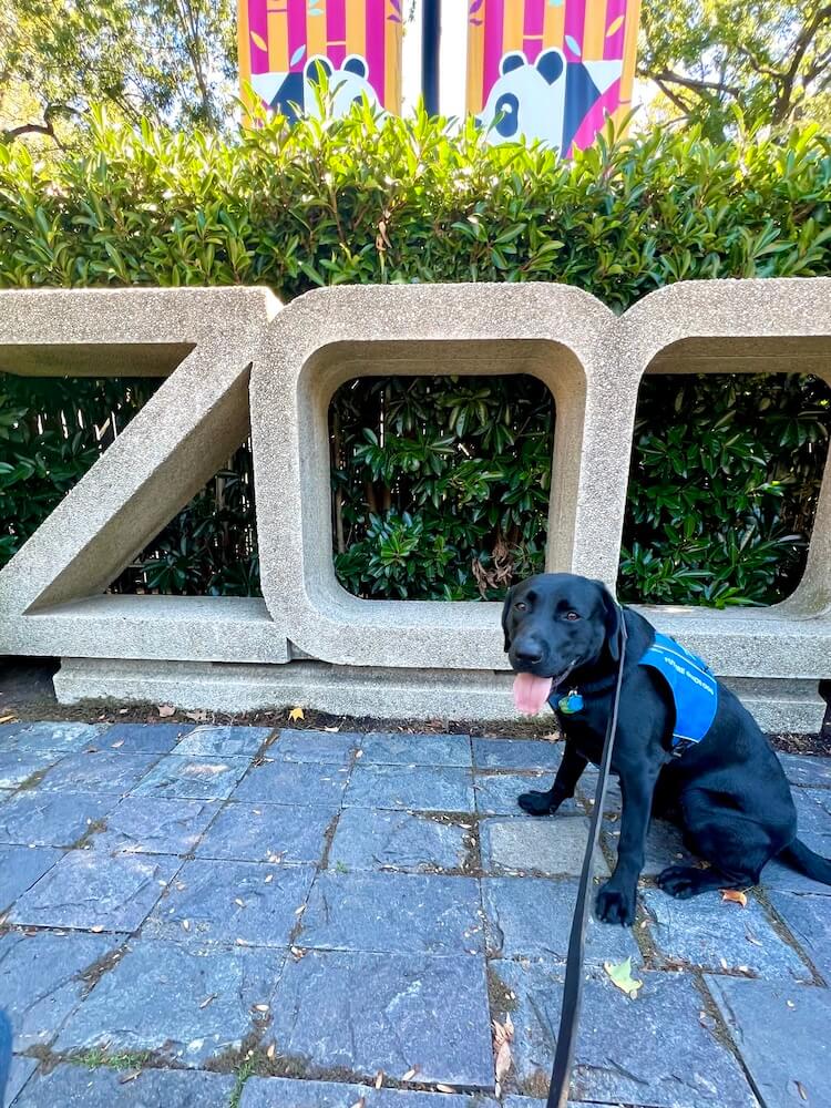Older pup Yacht in her Future Guide Dog vest in front of a stone letters ZOO