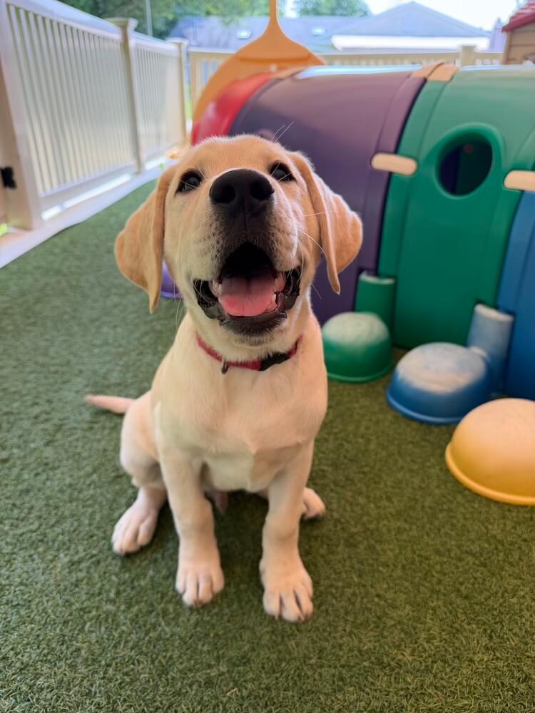 Yellow Lab puppy Dermot sits among colorful toys at Guiding Eyes campus looking happy and friendly
