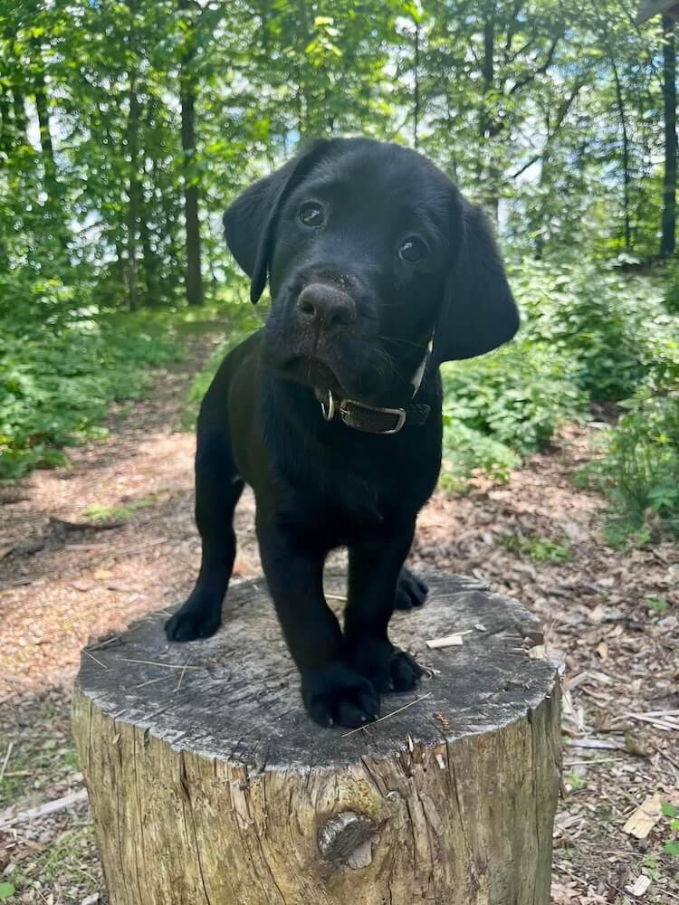 Young black puppy Major stands on top of a tall stump in a wooded area