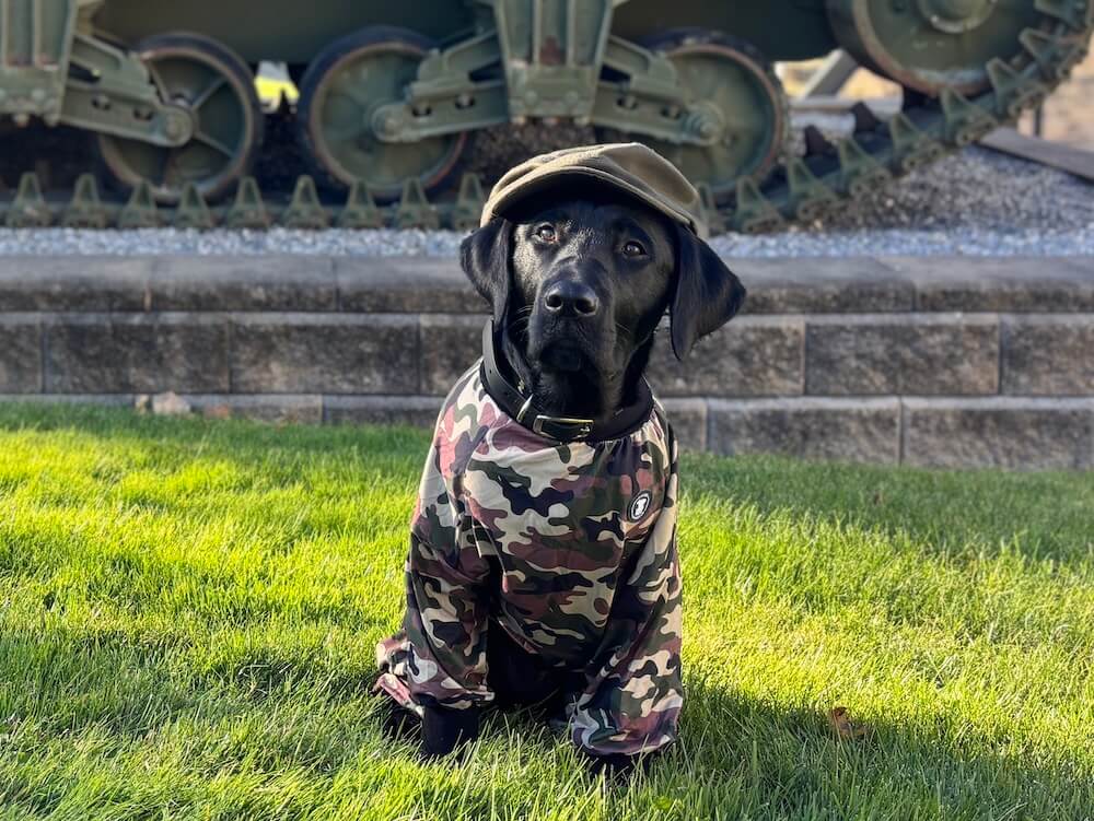 Black pup Major wears camo clothes and hat and the bottom of a tank is seen behind him