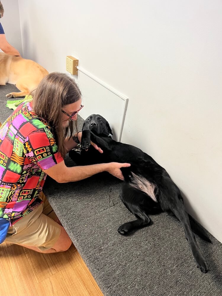 Kevin kneels next to the grooming bench and attends to Lab Yahtzee as she lies patiently there