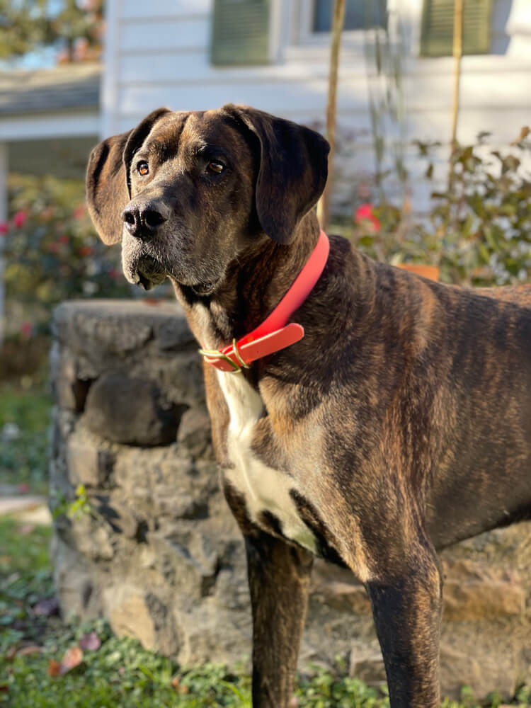 Maple, Allie’s previous pet dog, a brindle Great Dane mix with a white chest and bright red collar, stands outdoors in the sunlight near a stone wall and garden.