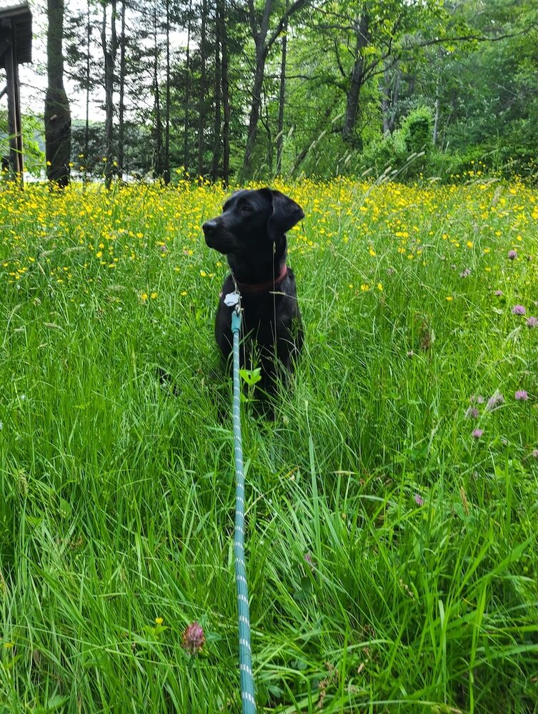 Pup on program JoJo sits in the tall green grass and focuses on something in the distance