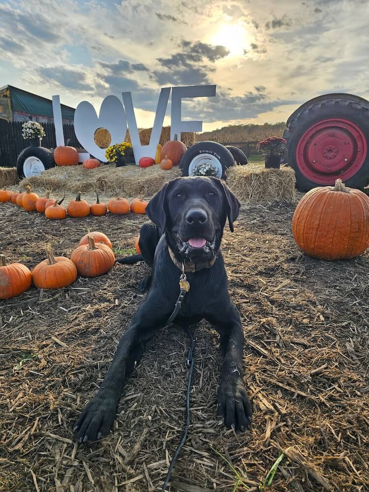 Taco lies in a pumpkin patch with a decorative LOVE letters in background