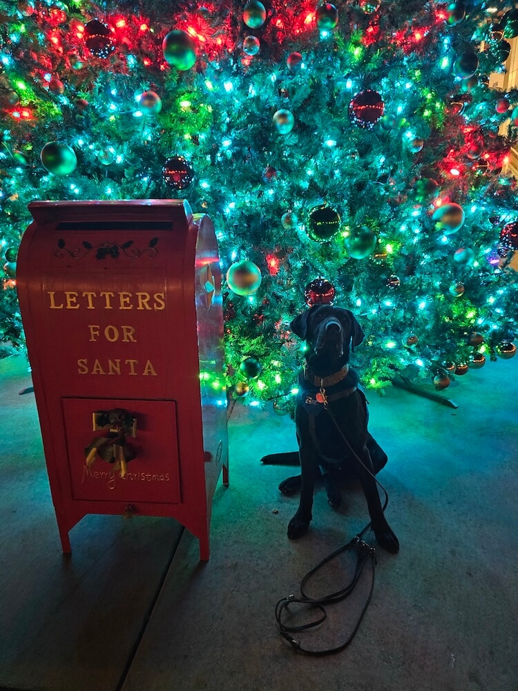 Pup Taco sits in front of a brightly lit Christmas tree next to a big red mailbox marked Letters for Santa