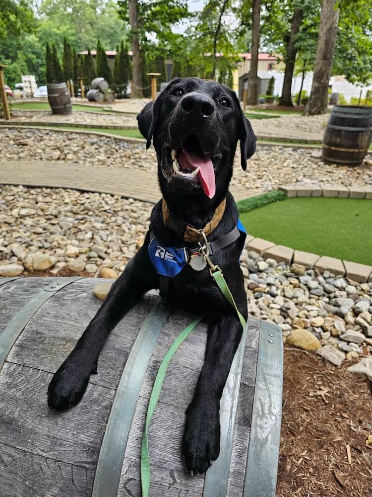 Taco drapes front legs over a large barrel with tongue out as other barrels are in the background landscape