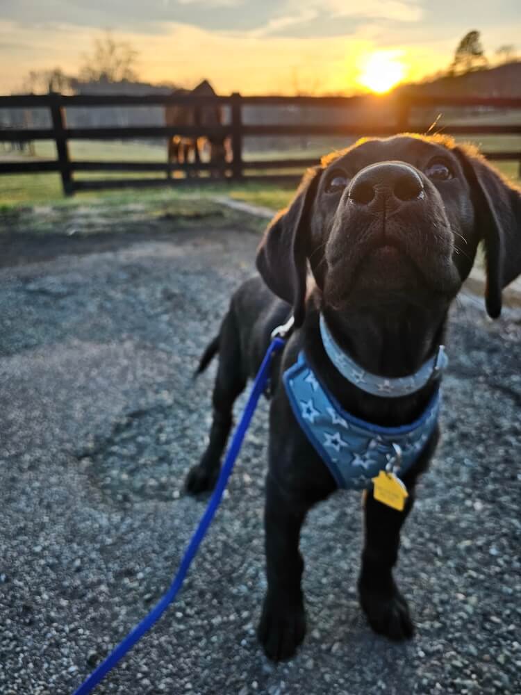 Puppy Taco in a blue starred harness in the foreground of a sunset on a farm