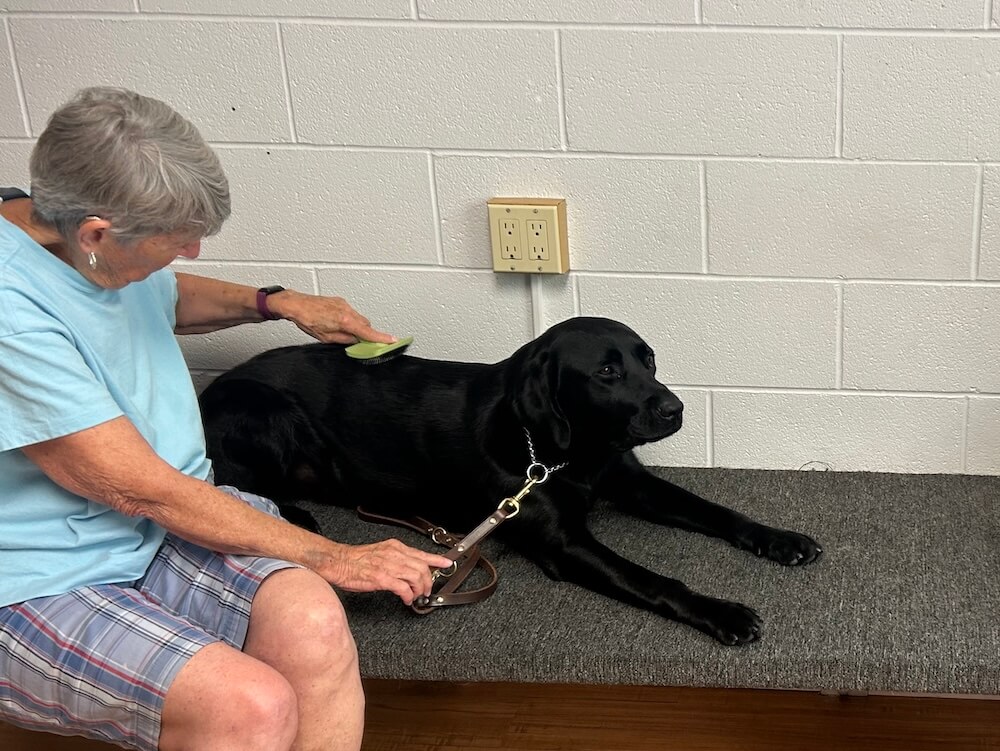 Robin sits on the grooming bench while brushing guide dog Yacht