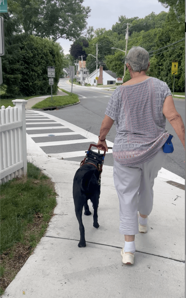 Guide Yacht safely leads Robin on the sidewalk approaching a crosswalk