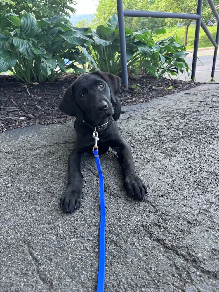 Young black pup Vic lies on a cement surface near plantings