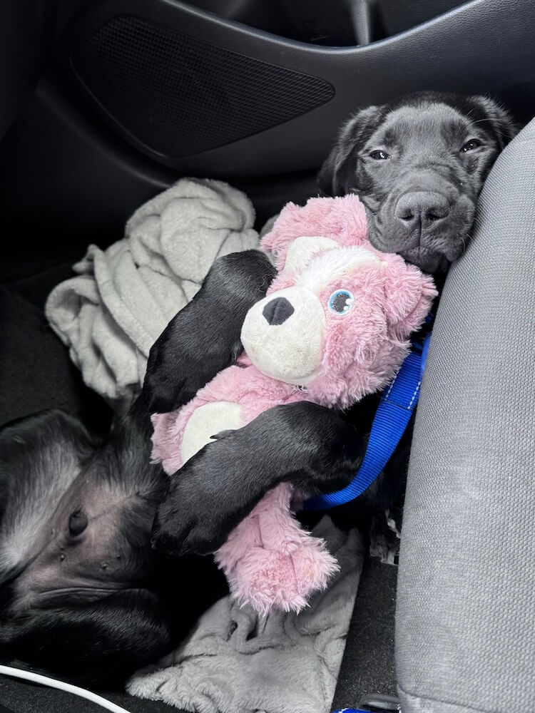 Puppy Vic reclines in a vehicle clutching a pink stuffy