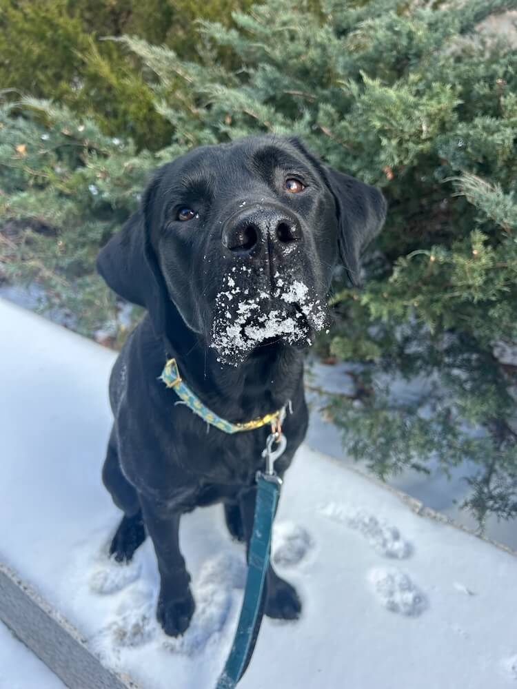 Black Lab Vic sits on a snowy surface with a white beard of snow on his face