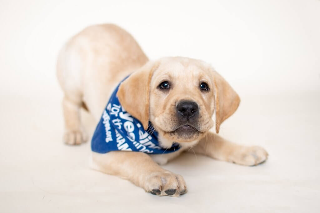 A small light colored yellow lab puppy in a blue bandana stretched with front paws outstretched