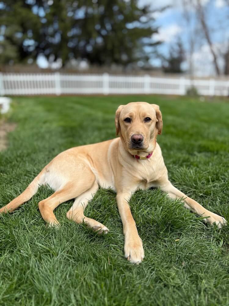 Yellow pup on program Omega lies in a grassy area enclosed by a white fence