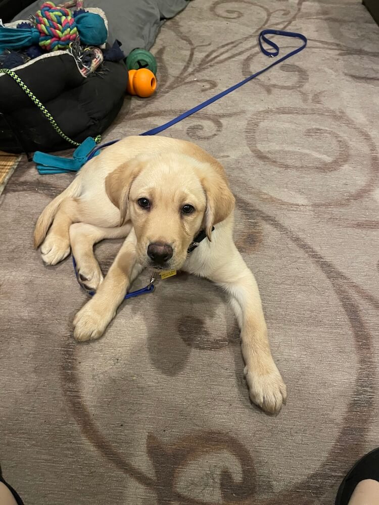 Yellow puppy Omega lies on a carpet with front legs outstretched