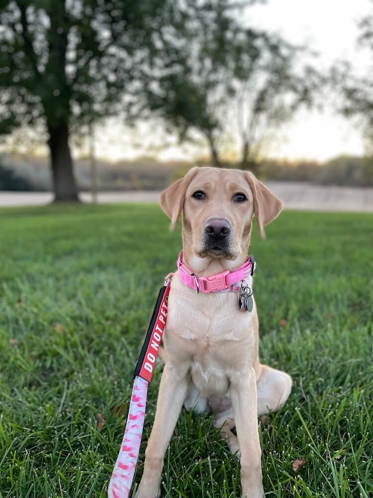 Omega, in a bright pink collar, sits up tall in a grassy area with trees in background, looking straight at the camera