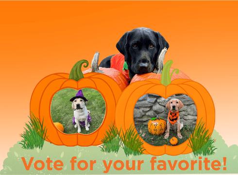 A black lab puppy peeks over pumpkins. The two in the front are graphics with photos of GEB dogs in Halloween garb. Vote for your favorite