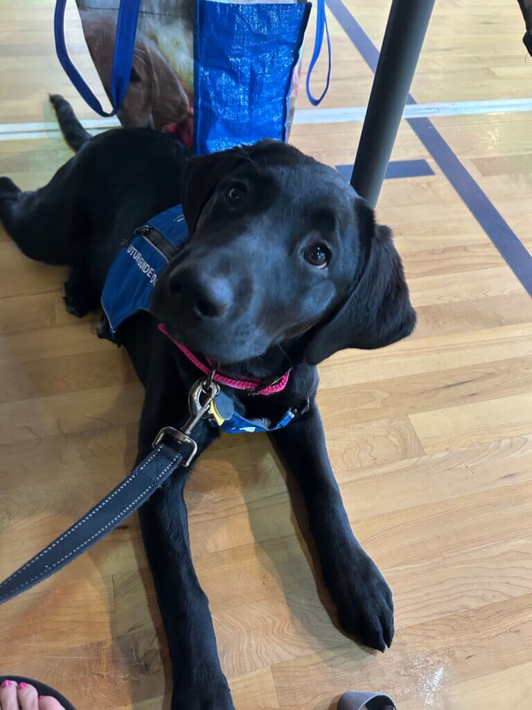 Etta, a black Lab puppy in the Guiding Eyes Puppy Raising program, lies on a wood floor wearing her blue Future Guide Dog vest and looks up toward the camera.