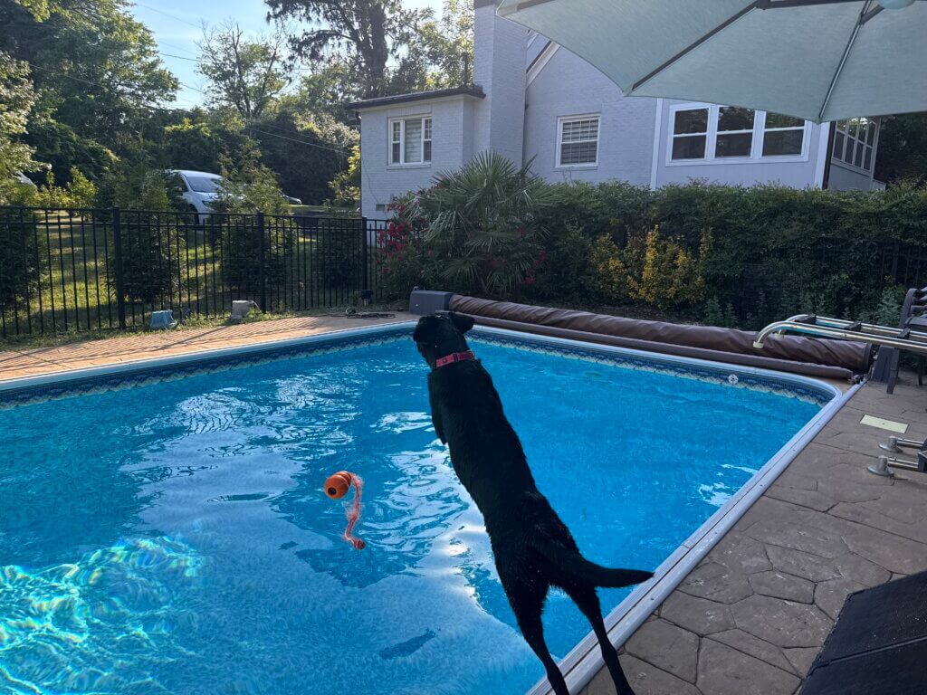 Etta, a black Lab puppy in the Guiding Eyes Puppy Raising program, leaps into a backyard swimming pool toward a floating orange toy.