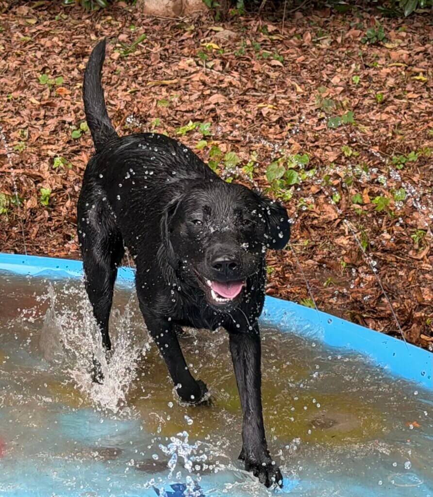 Etta, a black Lab puppy in the Guiding Eyes Puppy Raising program, splashes through a small blue pool, sending droplets of water into the air as she plays.