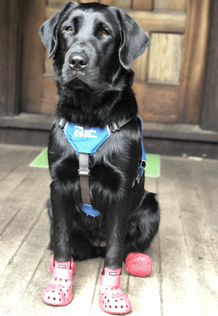 Pup on program Spunky sits up tall in his red booties