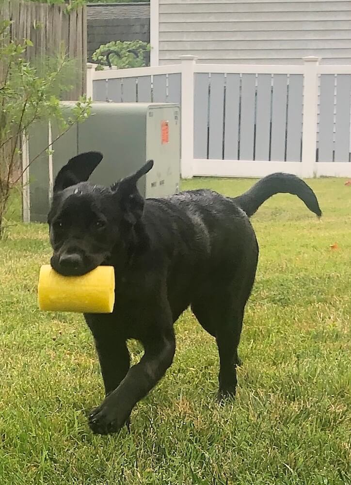 Black Lab puppy Bethany trots across a grassy area with a yellow toy in her mouth