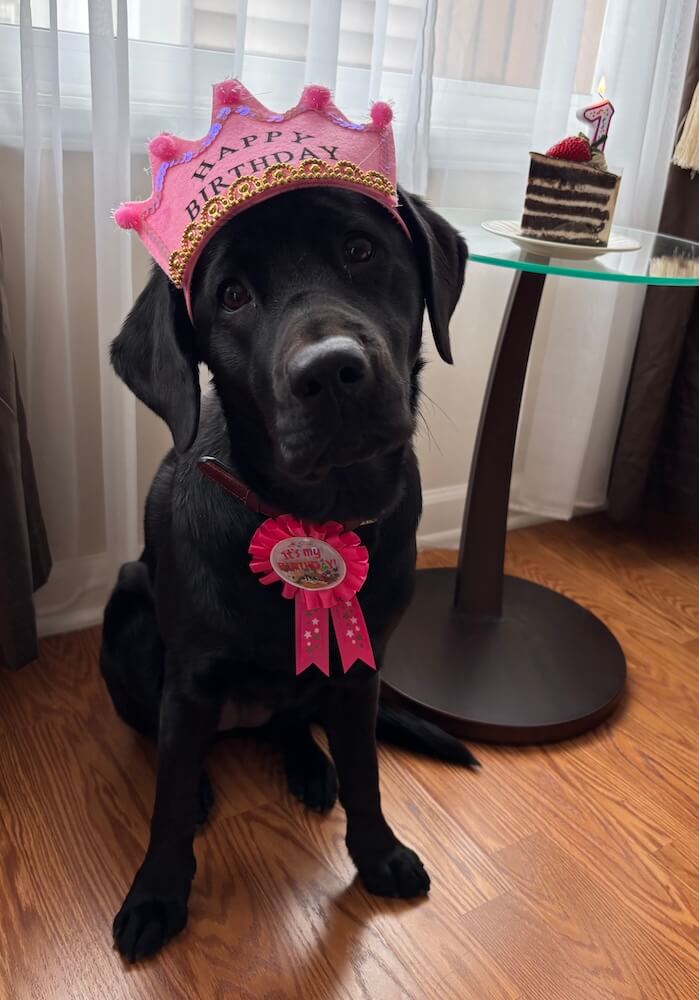Pup on program Bethany poses in a pink birthday crown and prize medal