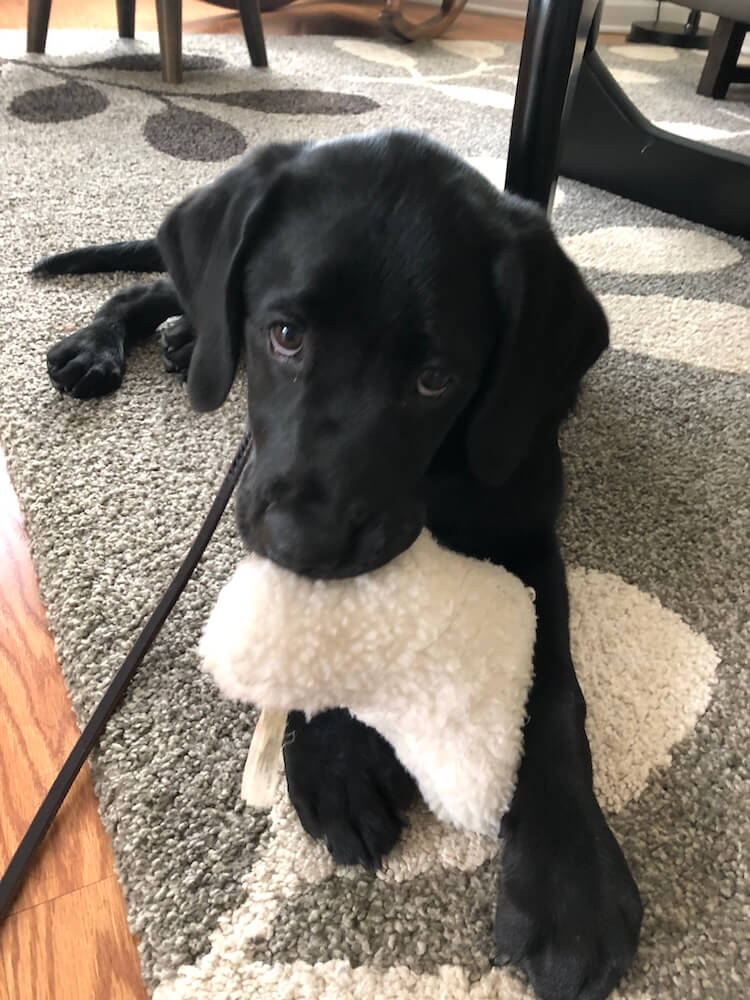 Black puppy Bethany looks up with puppy eyes from the floor with a piece of fleece
