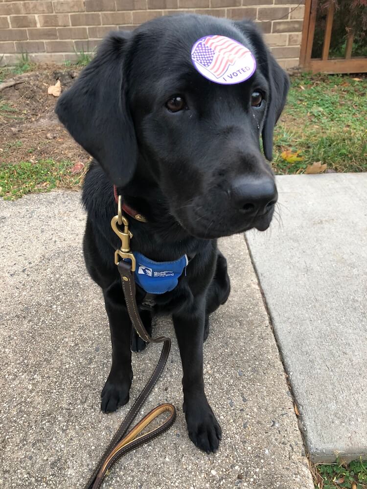 Black Lab pup Bethany wears an "I voted" sticker on her head