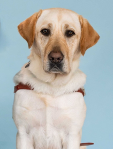 yellow Lab Marlin wears a harness and looks straight towards the camera with a serious expression