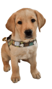 a young yellow Lab puppy sits facing camera and wears a small fabric harness with a handle