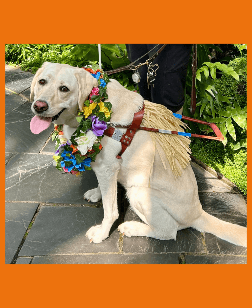 Female yellow lab Asante wears a Hawaiian skirt tucked into her leather guide harness and a tropical necklace
