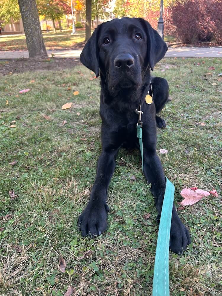 Black puppy Keaton in fall grass looks towards the camera with a questioning expression
