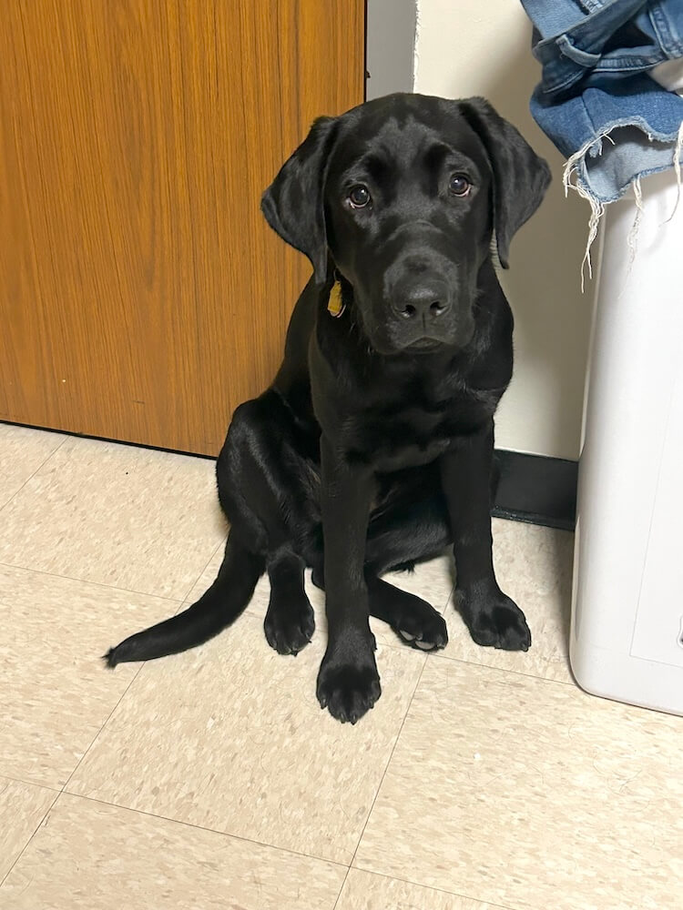 Black pup Keaton sits calmly indoors next to a white object with denim jeans draped over it