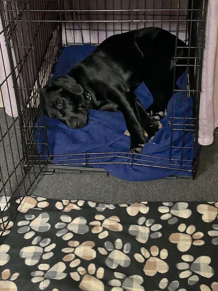 Pup Keaton takes a nap on a blue bed in a kennel