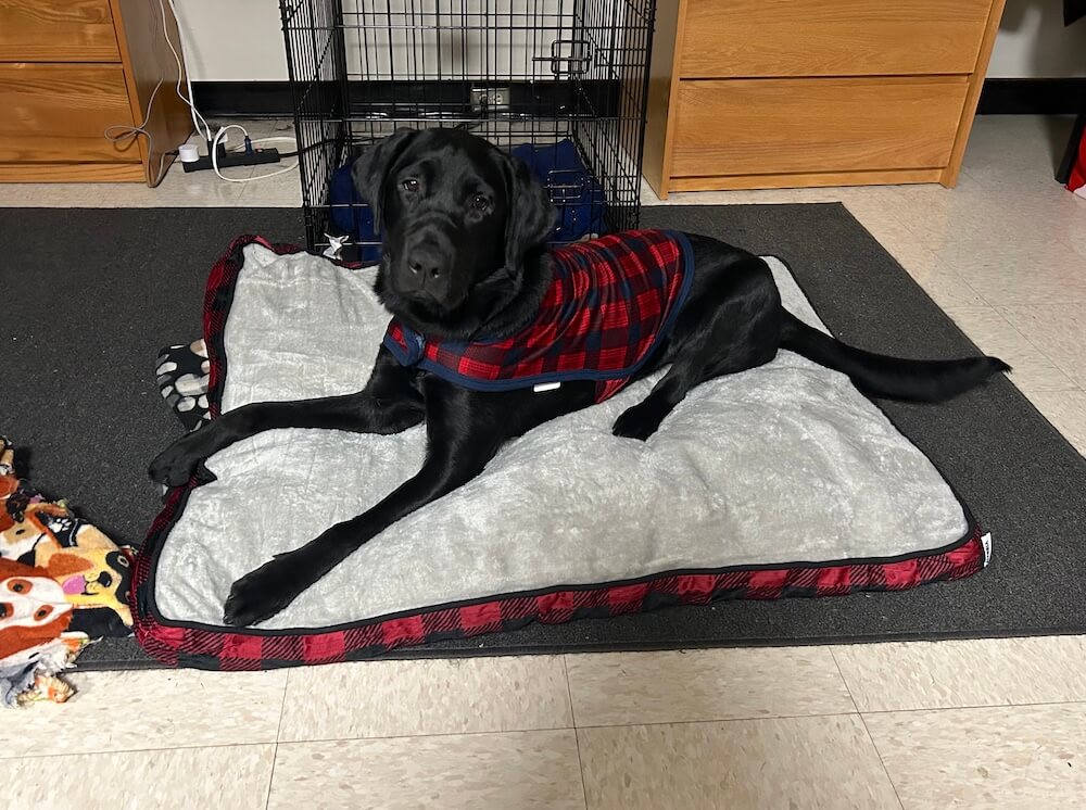 pup on program Keaton wears a red plaid jacket that matches the edges of his large soft dog bed