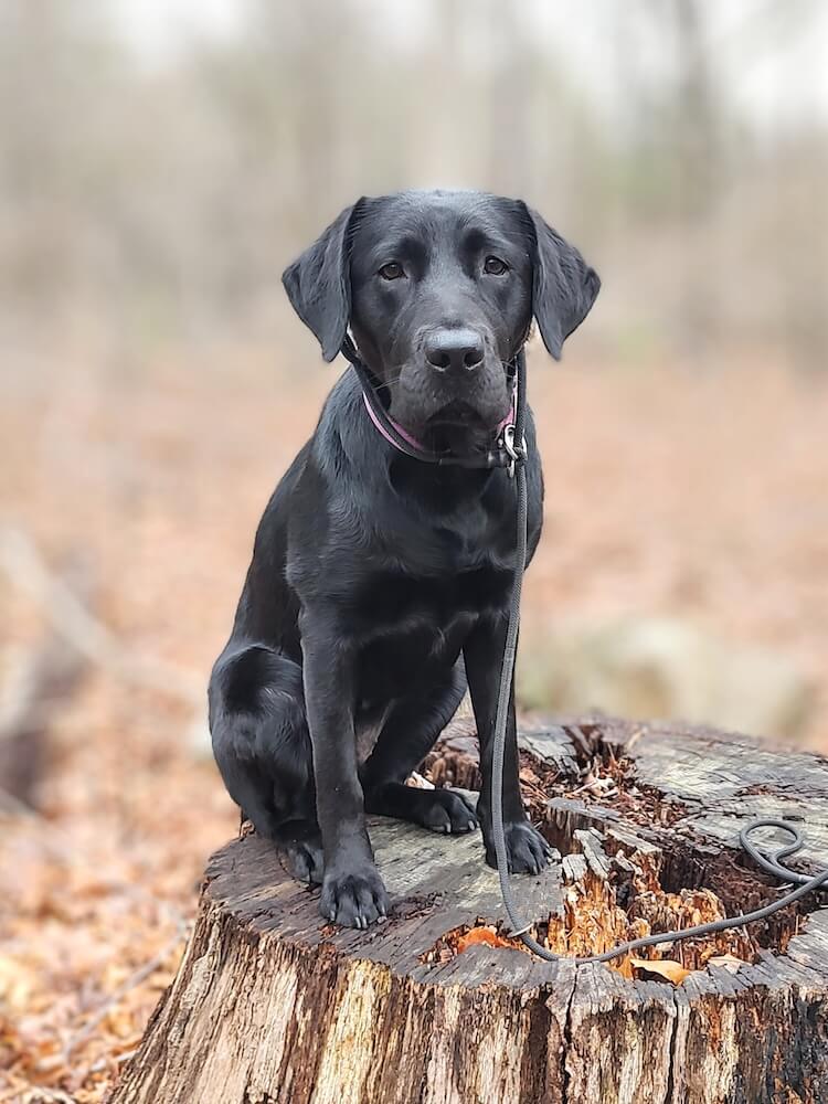 Pup on program, black Lab Natasha sits on a large stump in late fall
