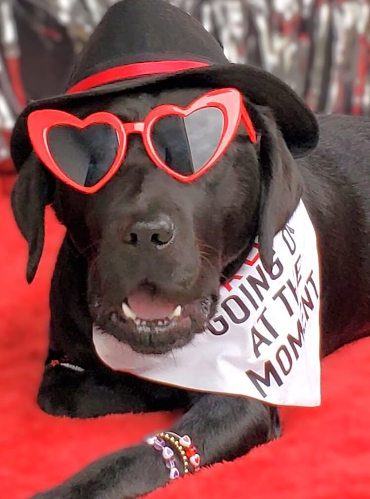 Black Lab Mimi, lovingly called Taylor Swift for her popularity, wears friendship bracelets hat bandana and heart sunglasses