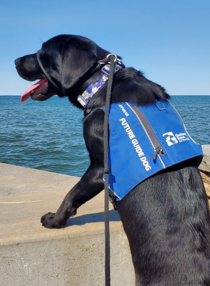 Pup Mimi stands up with feet on a stone barrier looking out to Lake Ontario