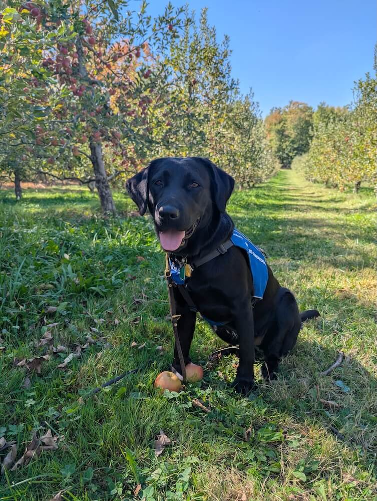 Black Lab Nellie poses in the middle of an apple orchard in future guide vest