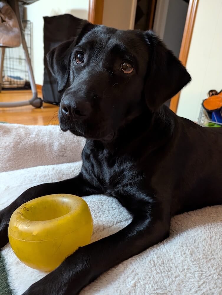 Nellie nestles a yellow bowl shaped toy between her paws on a dog bed