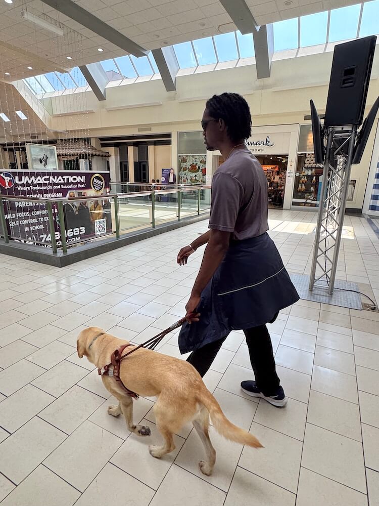 Jersey leads handler Kevin confidently through an indoor mall