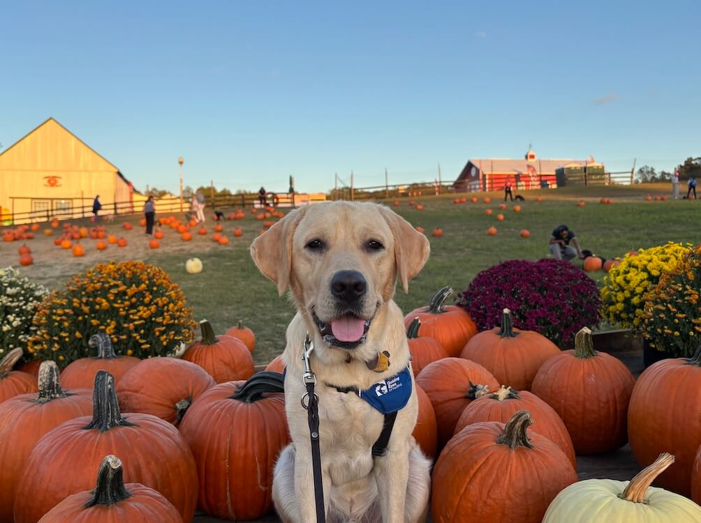 Jersey, a happy yellow Lab sits in the middle of a pile of pumpkins in a farm environment