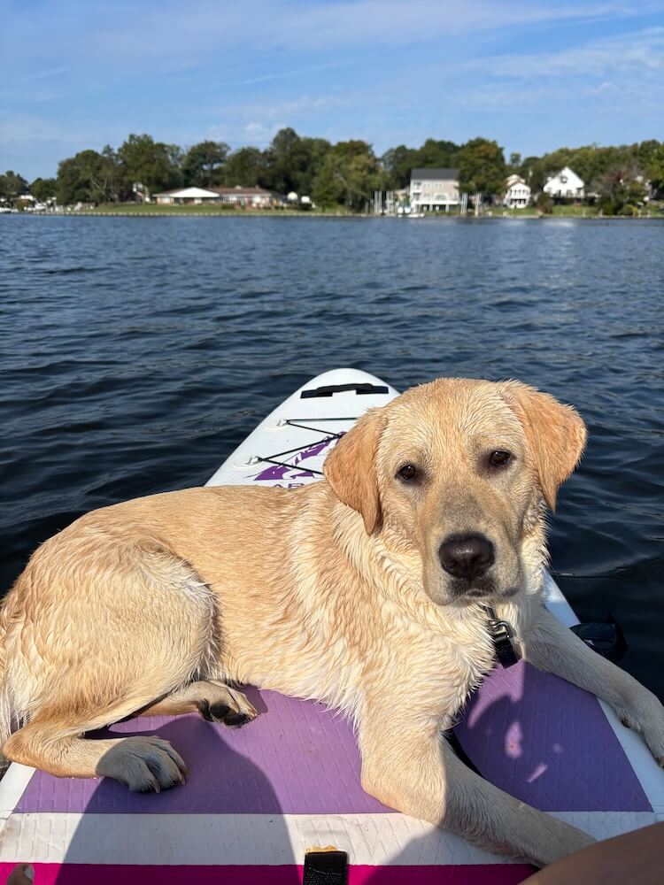 Young pup Jersey floats on a blue rippling lake